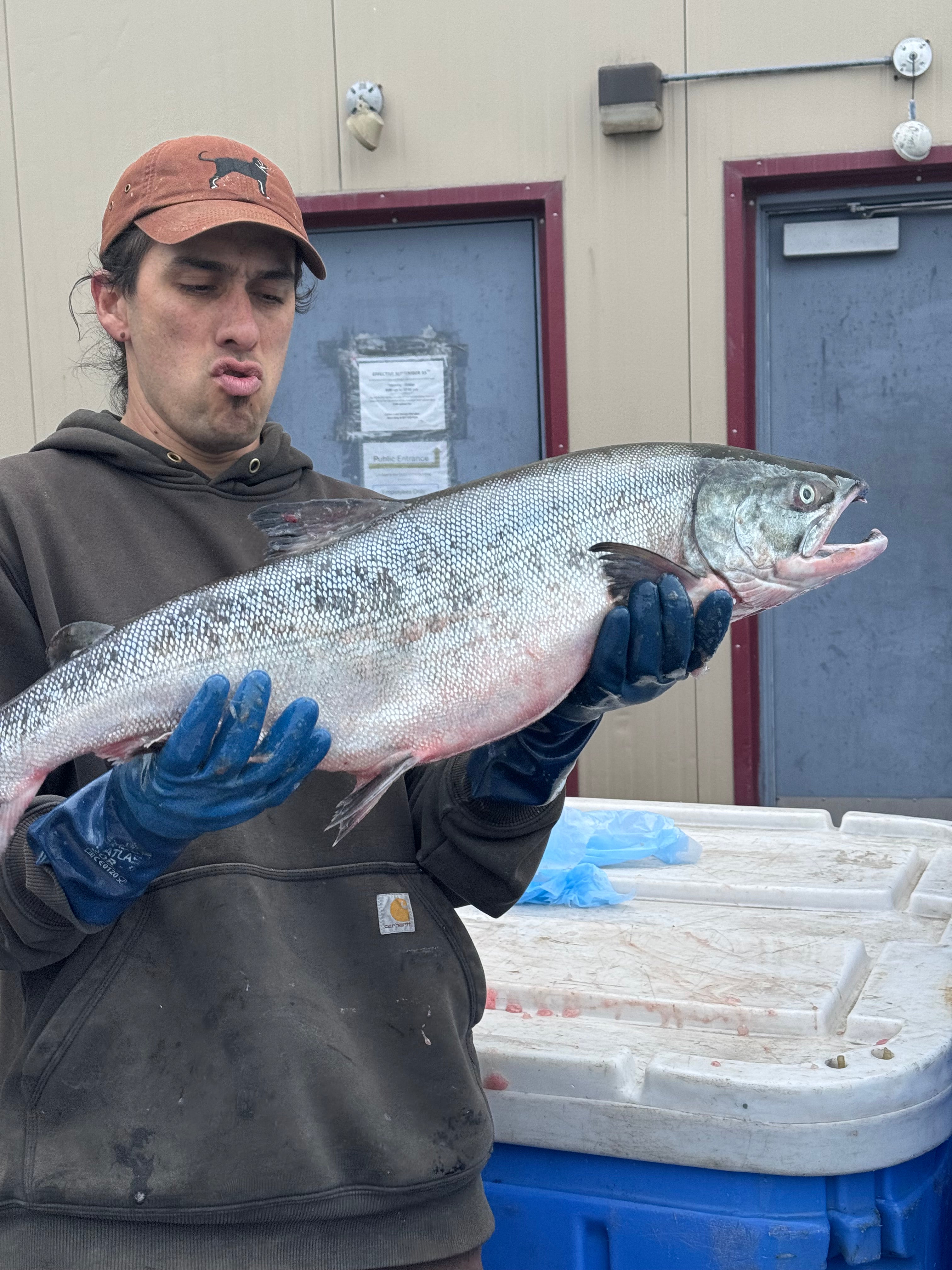 Keta salmon