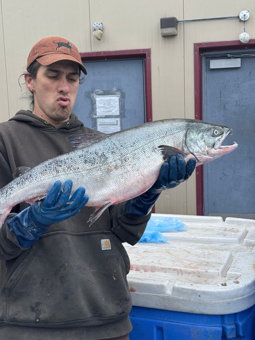 Keta salmon