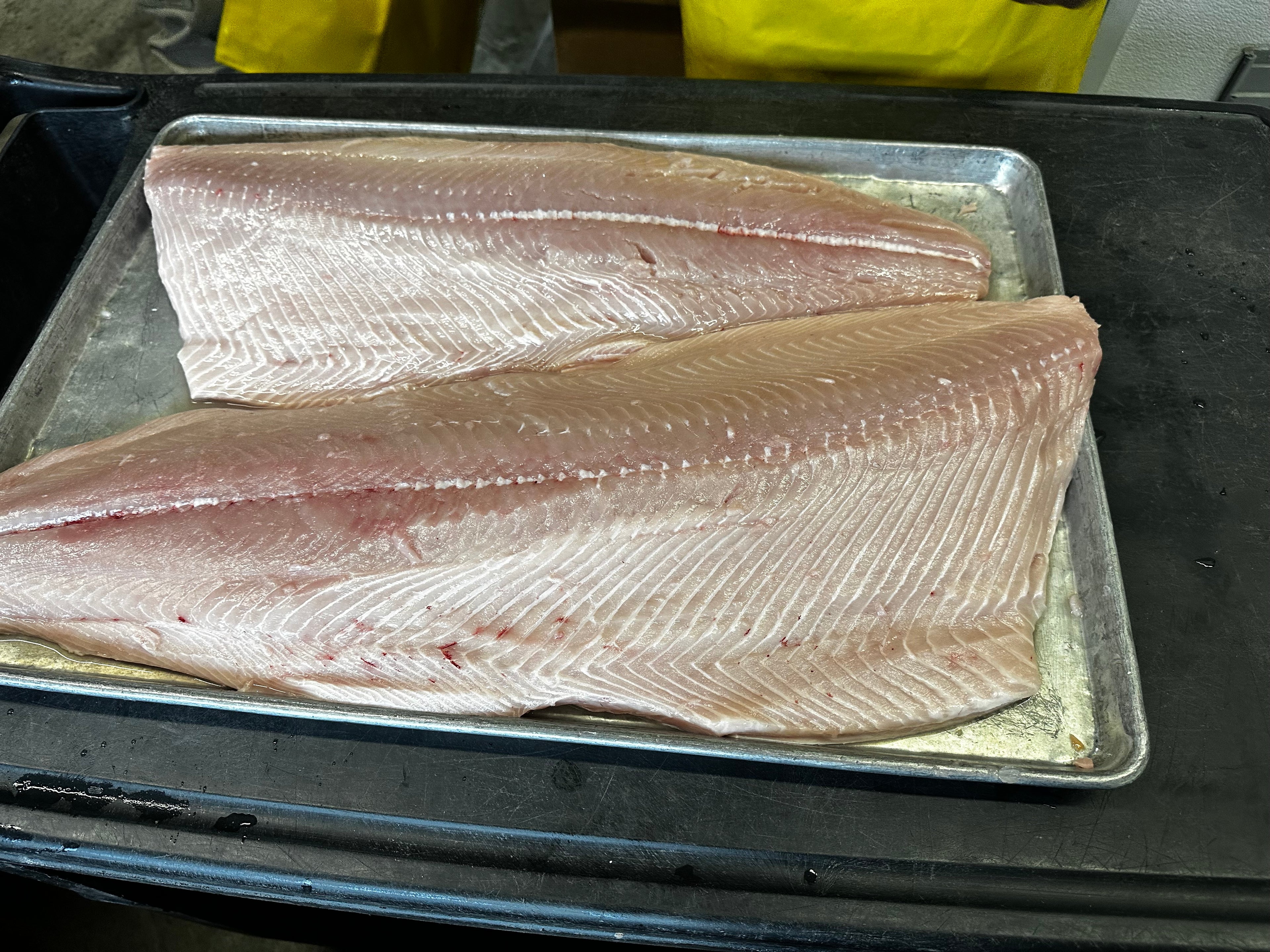King salmon