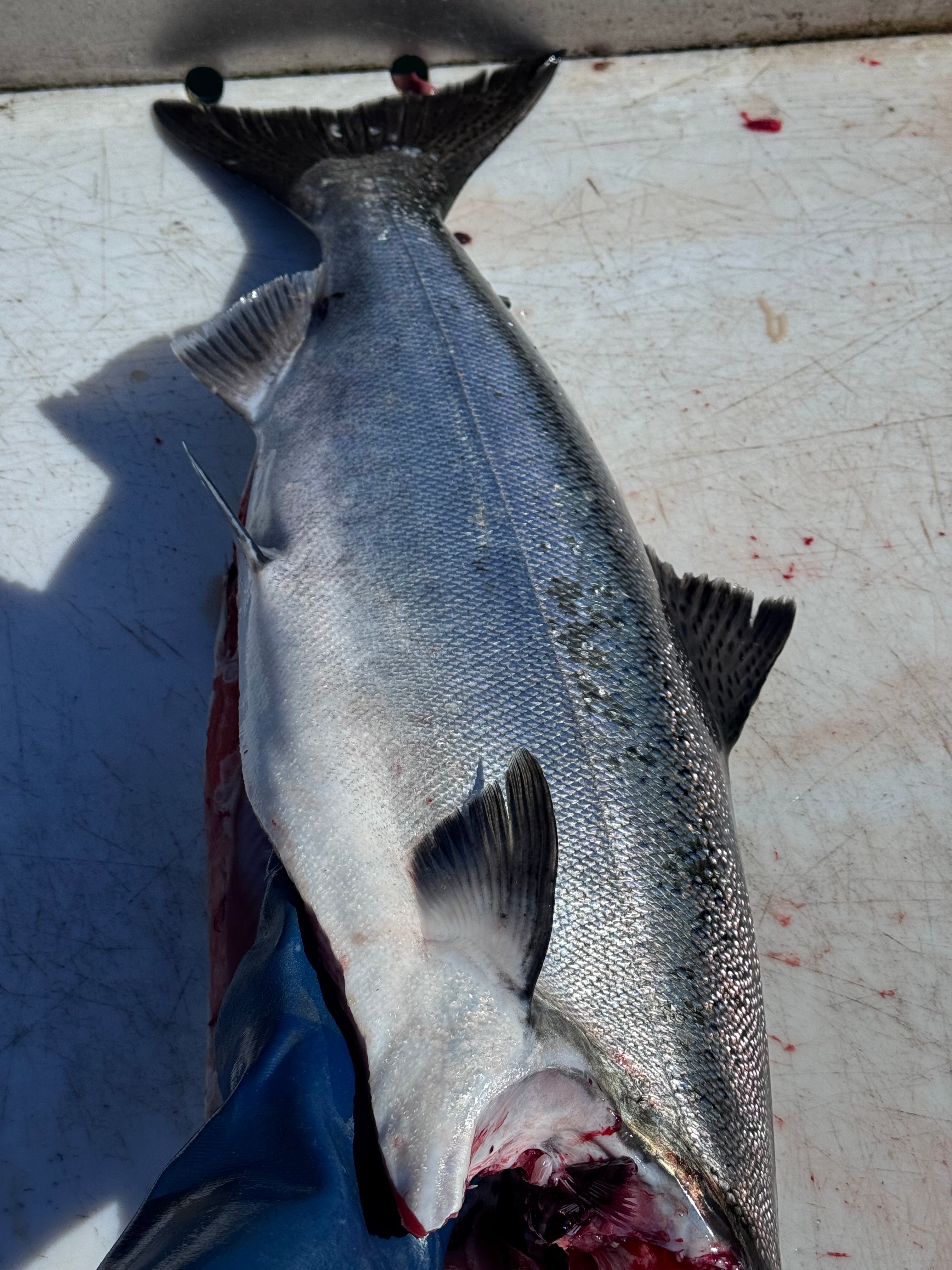 King salmon