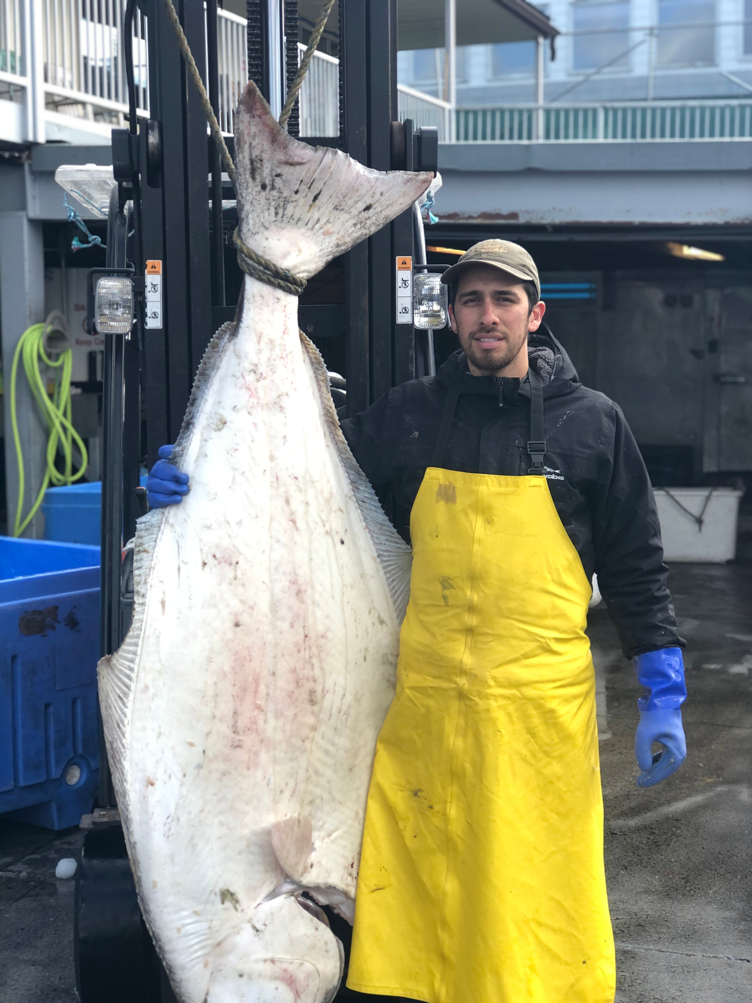Halibut portions