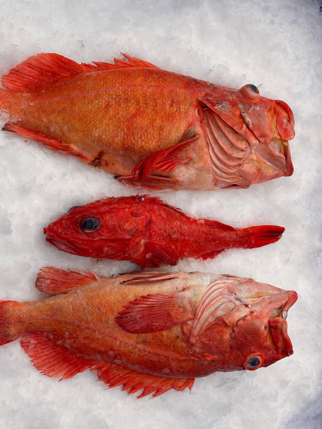 Rockfish