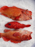 Rockfish